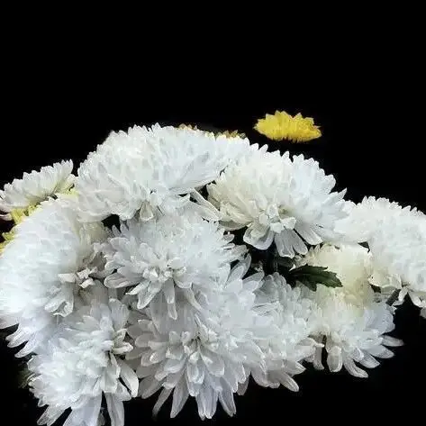 任阵海 档案图片