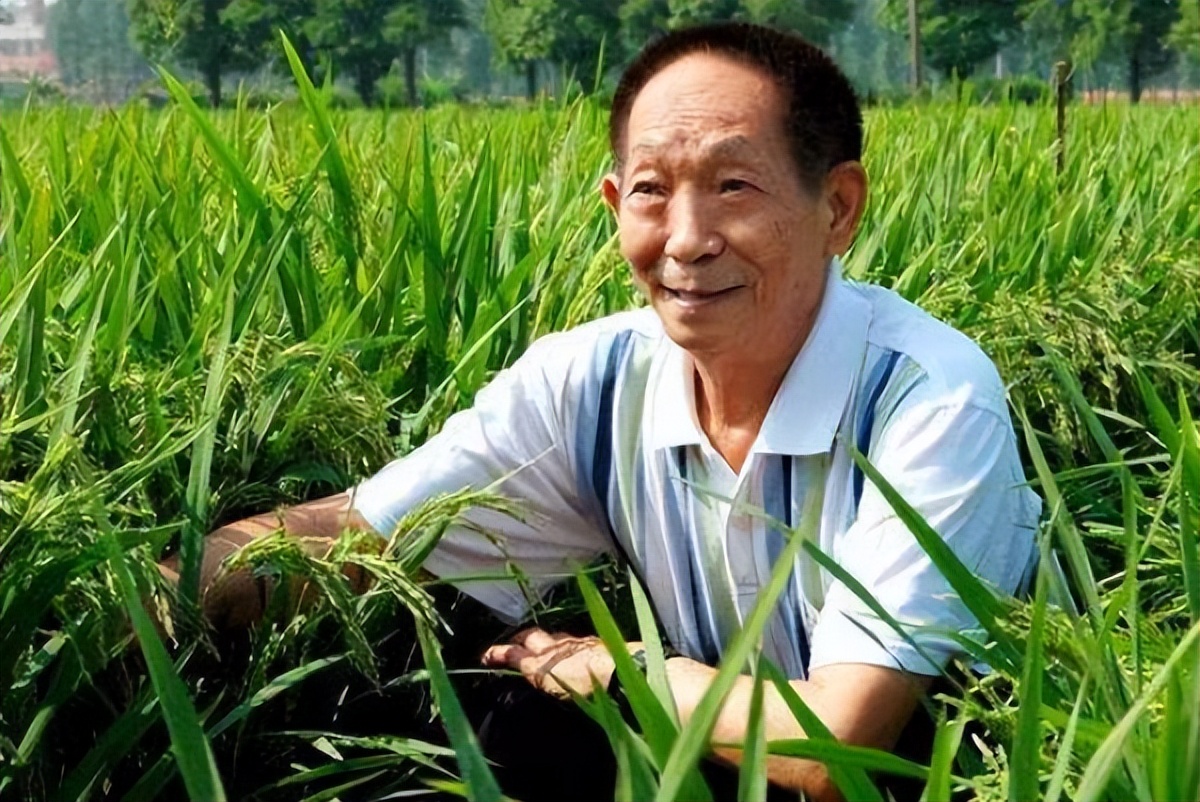 袁隆平 档案图片